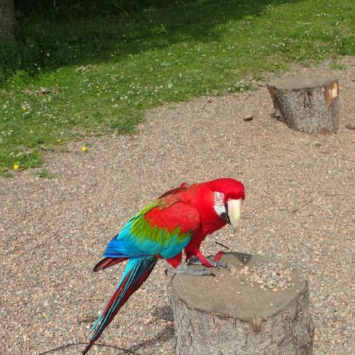 A parrot encountered en route!